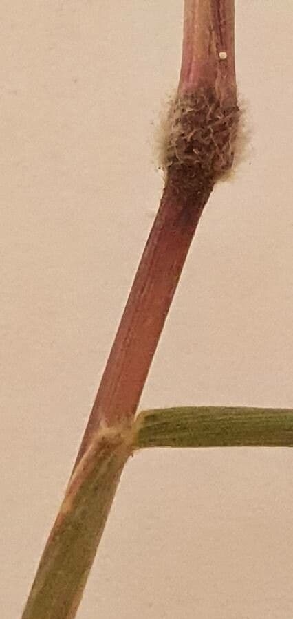 Enneapogon 13
