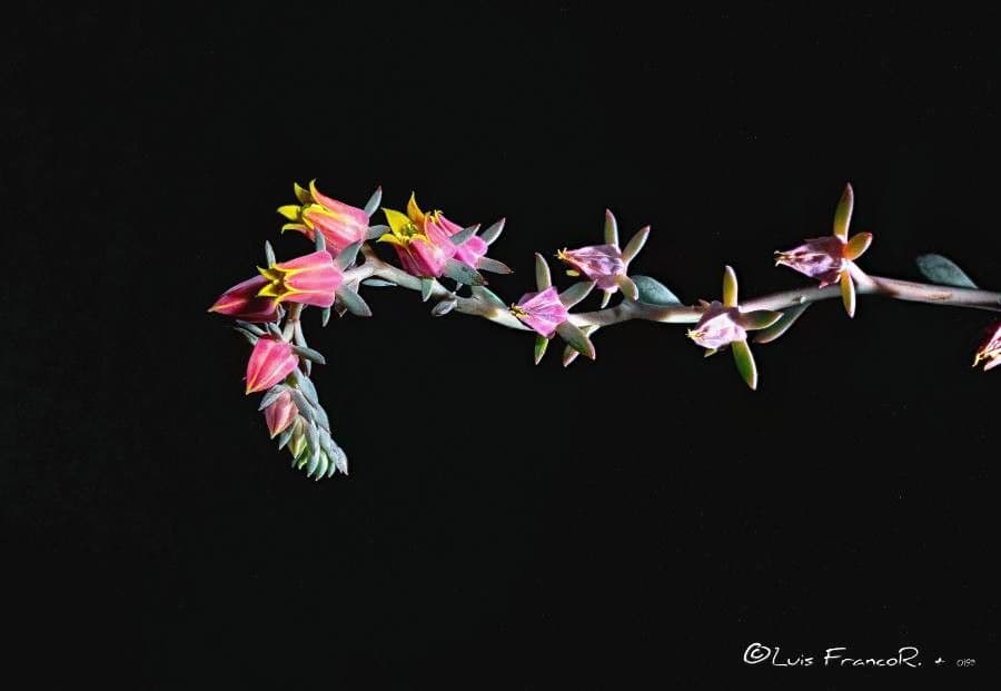 Echeveria secunda 4