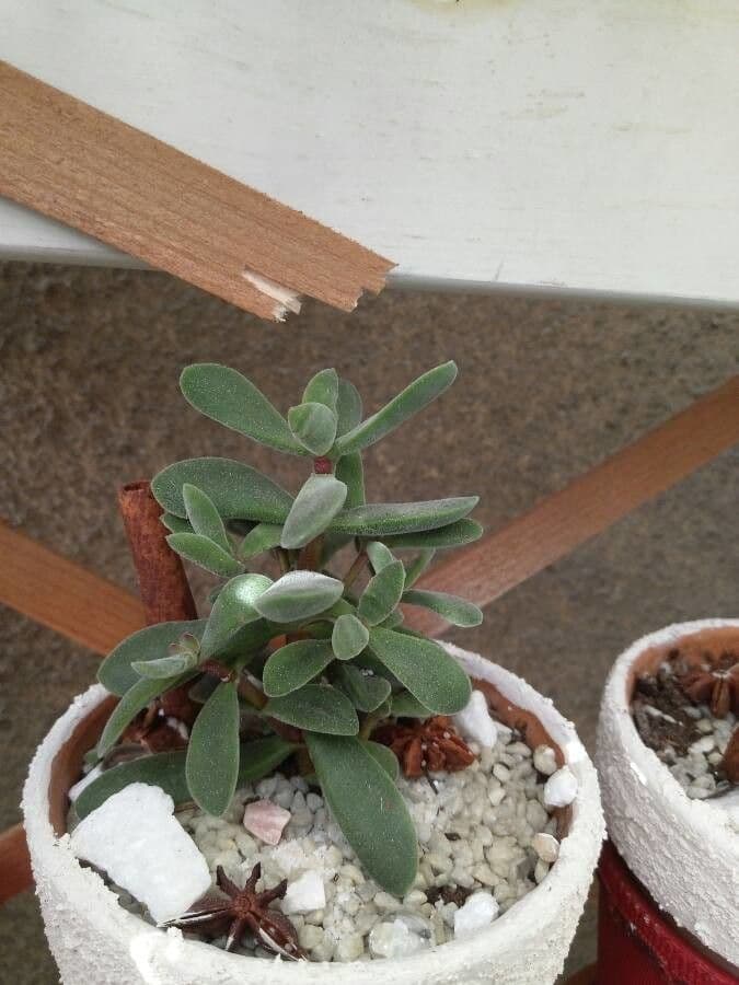 Crassula 16