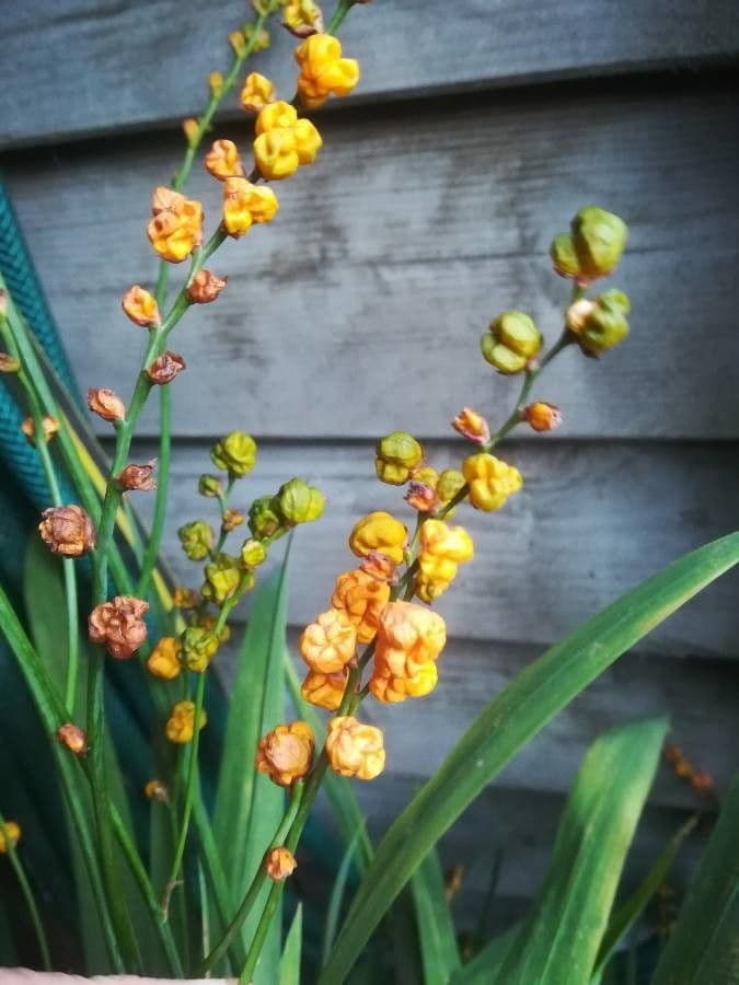 Crocosmia dorata 3