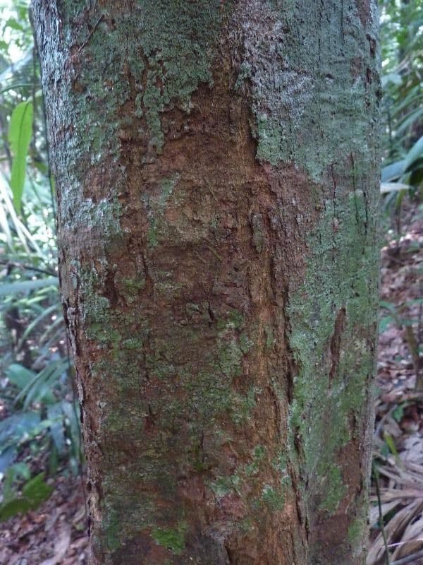 Byrsonima 4