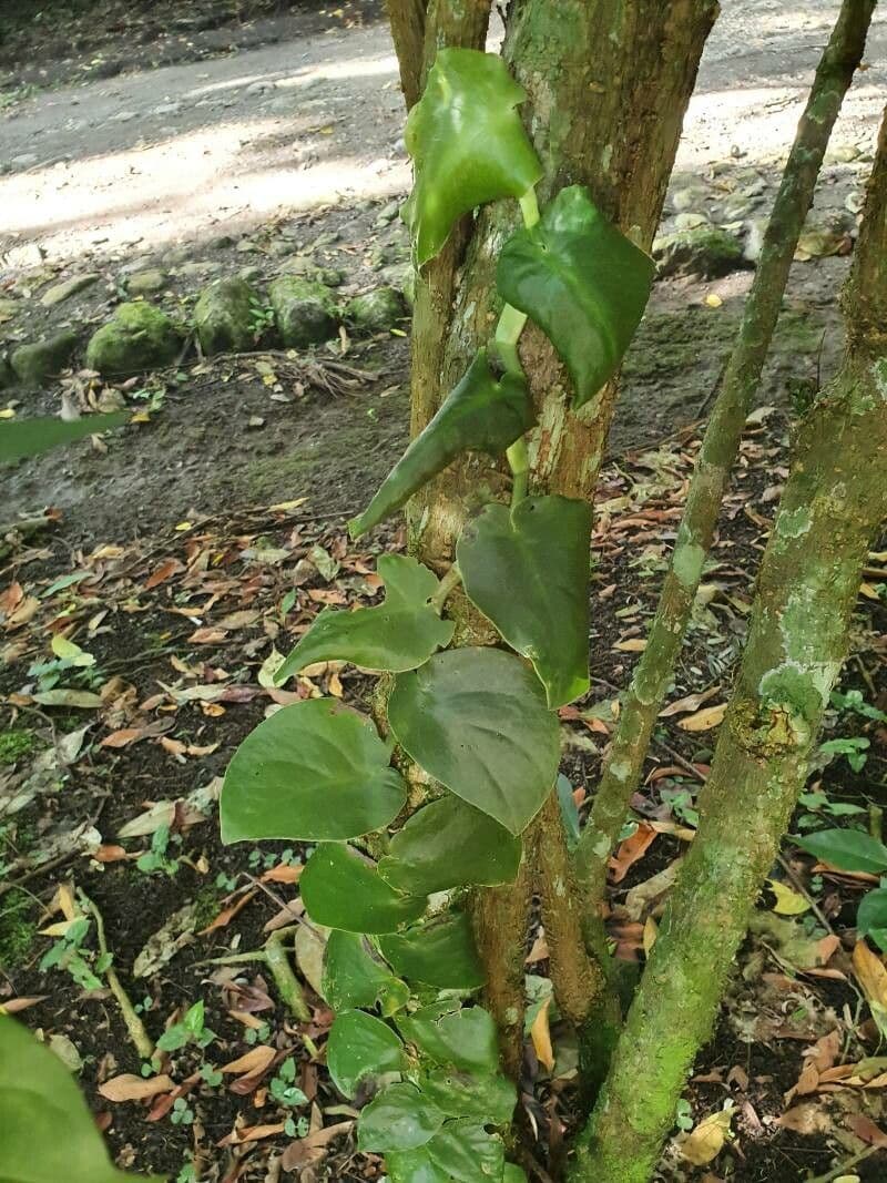 Monstera 9