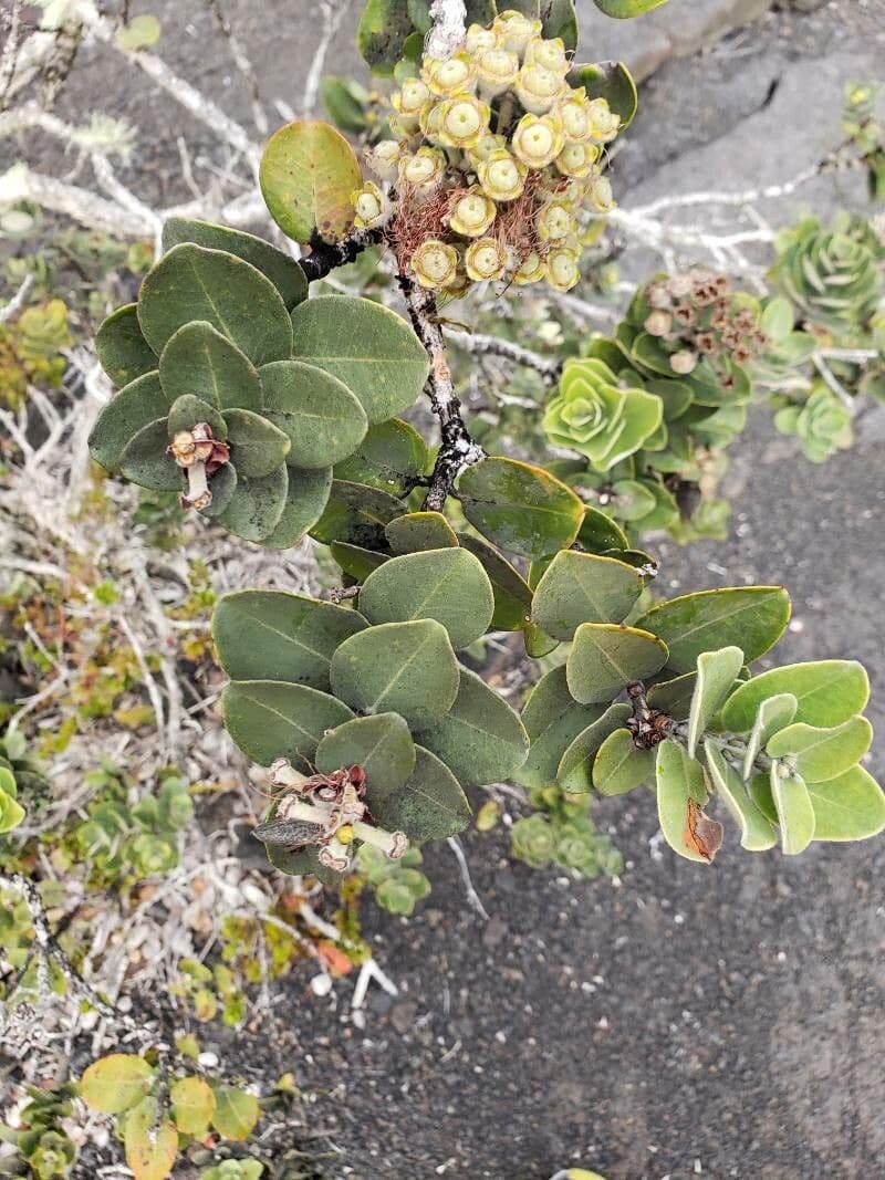 Metrosideros polymorpha 14