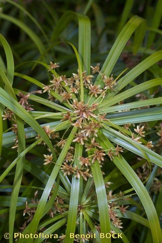 Zigolo involucrato 23