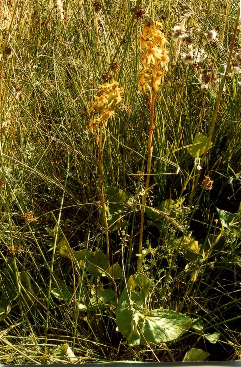 Sibirisches Greiskraut 13