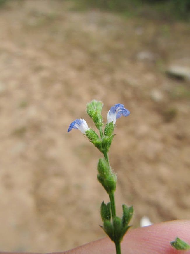 Salvia 10