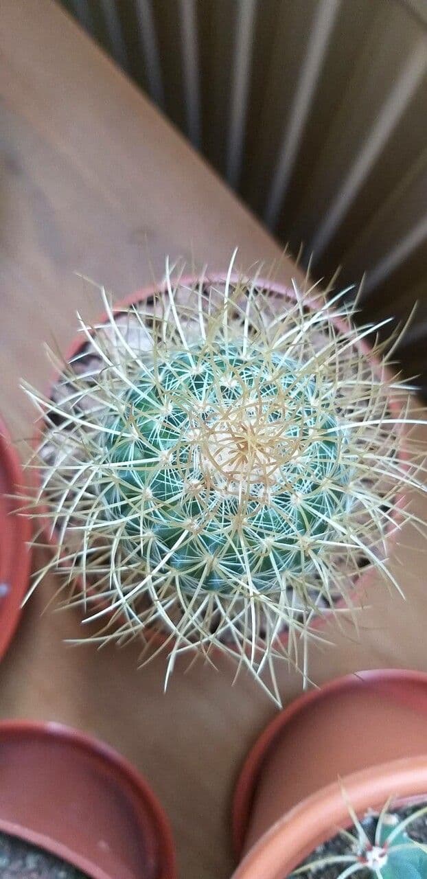 Cactus 8