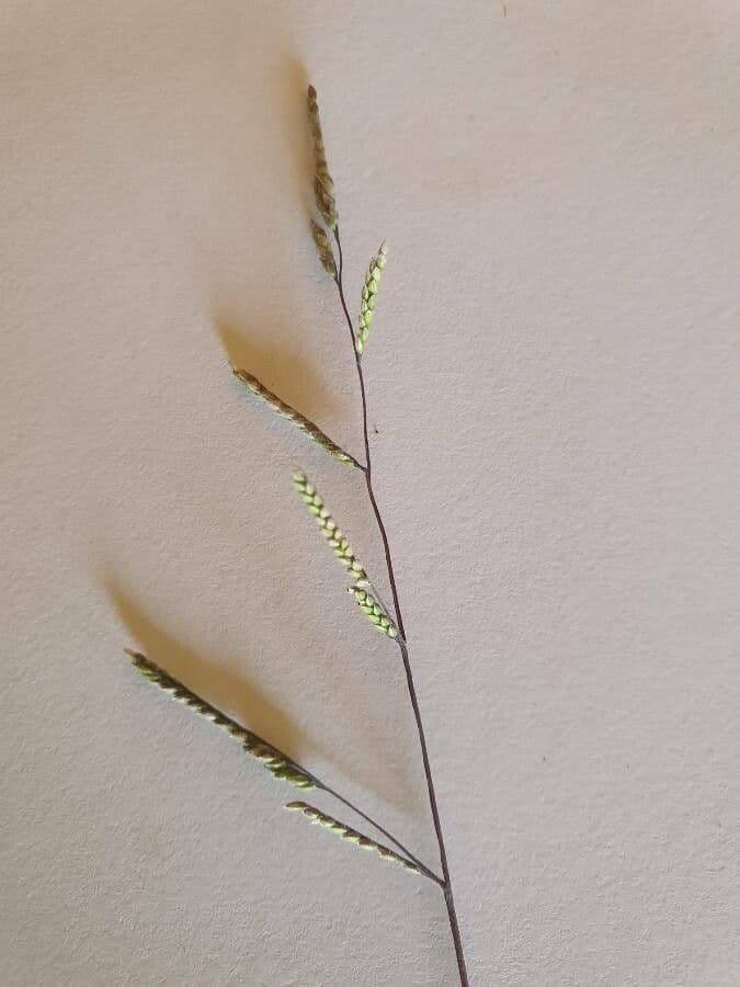 Aufrechte Ehrharta 5