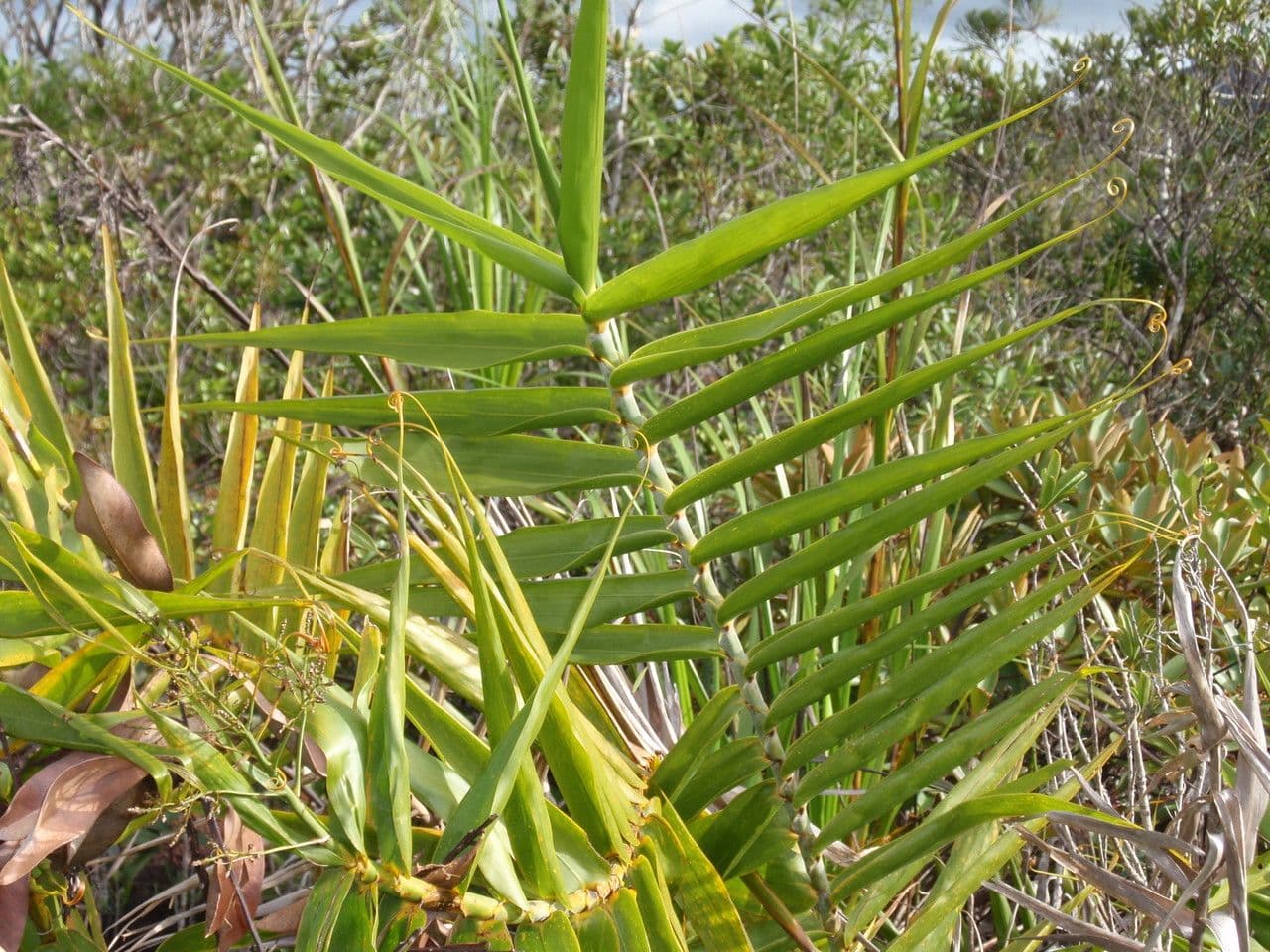 Flagellaria indická 12