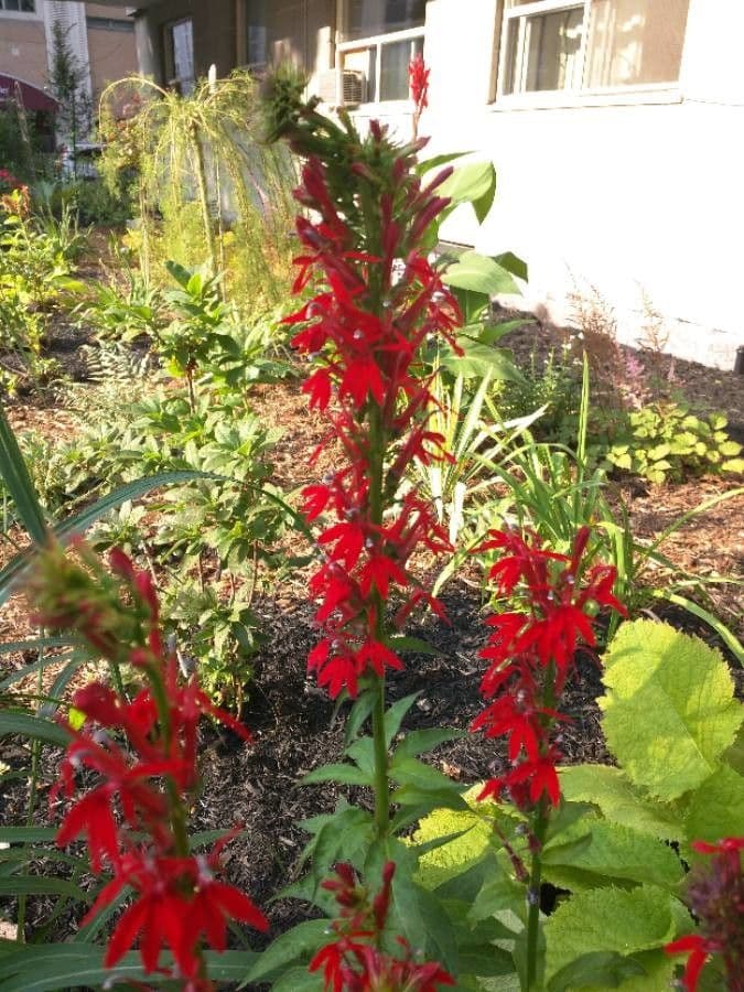 Lobelia cardinale 10