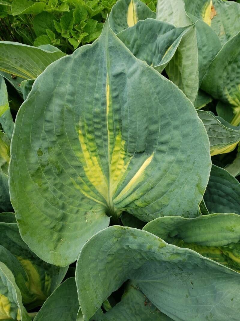 Hosta 14