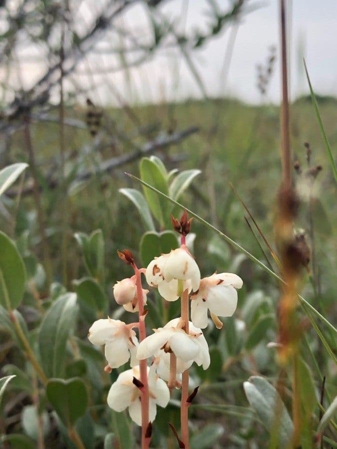 Round-leaf wintergreen 9