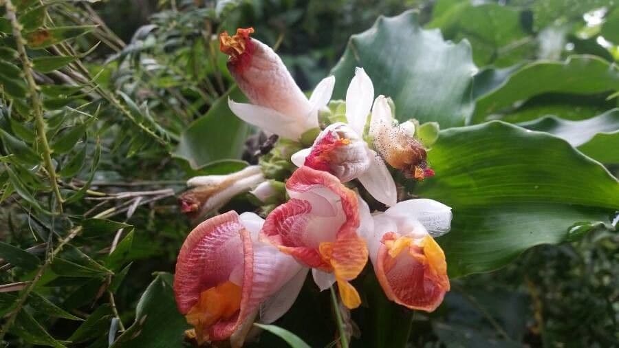 Costus africano 6