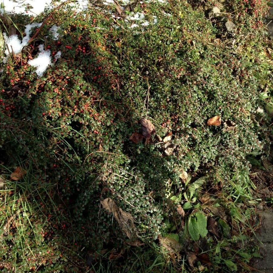 Cotoneaster 15