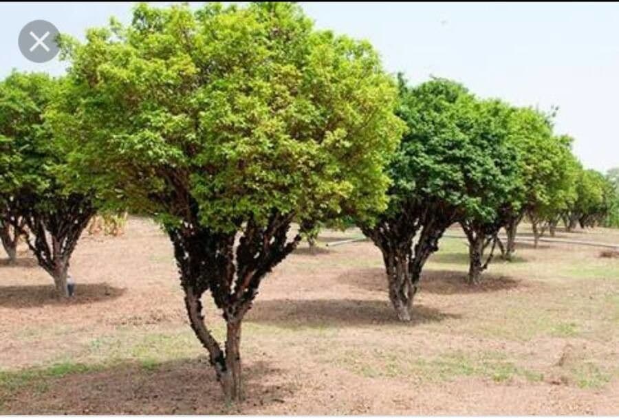 Jabuticaba 14