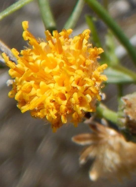 Bebbia juncea 7