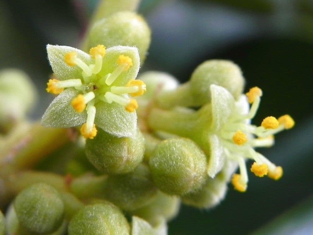 Solmsia calophylla 9