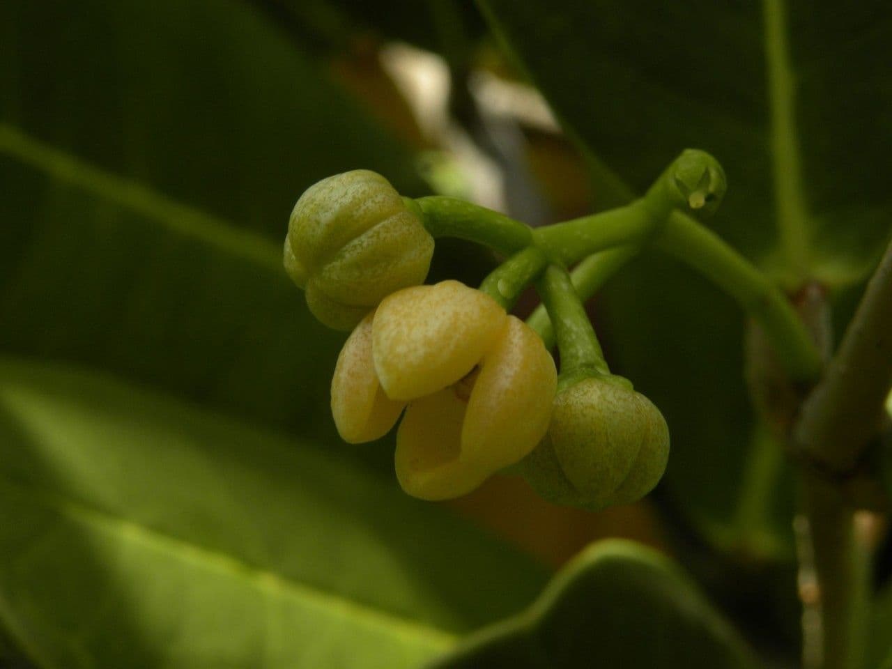 Madagaskar-Olive 10