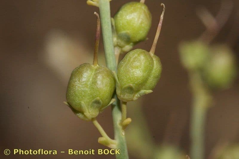 Acanthorrhinum 2