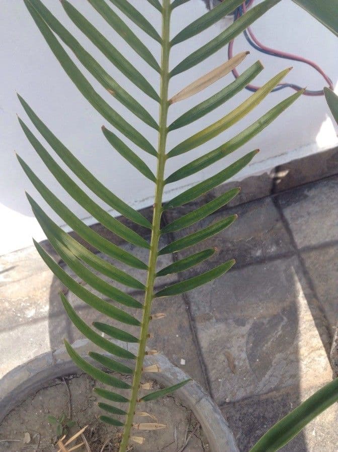 Dioon commestibile 17