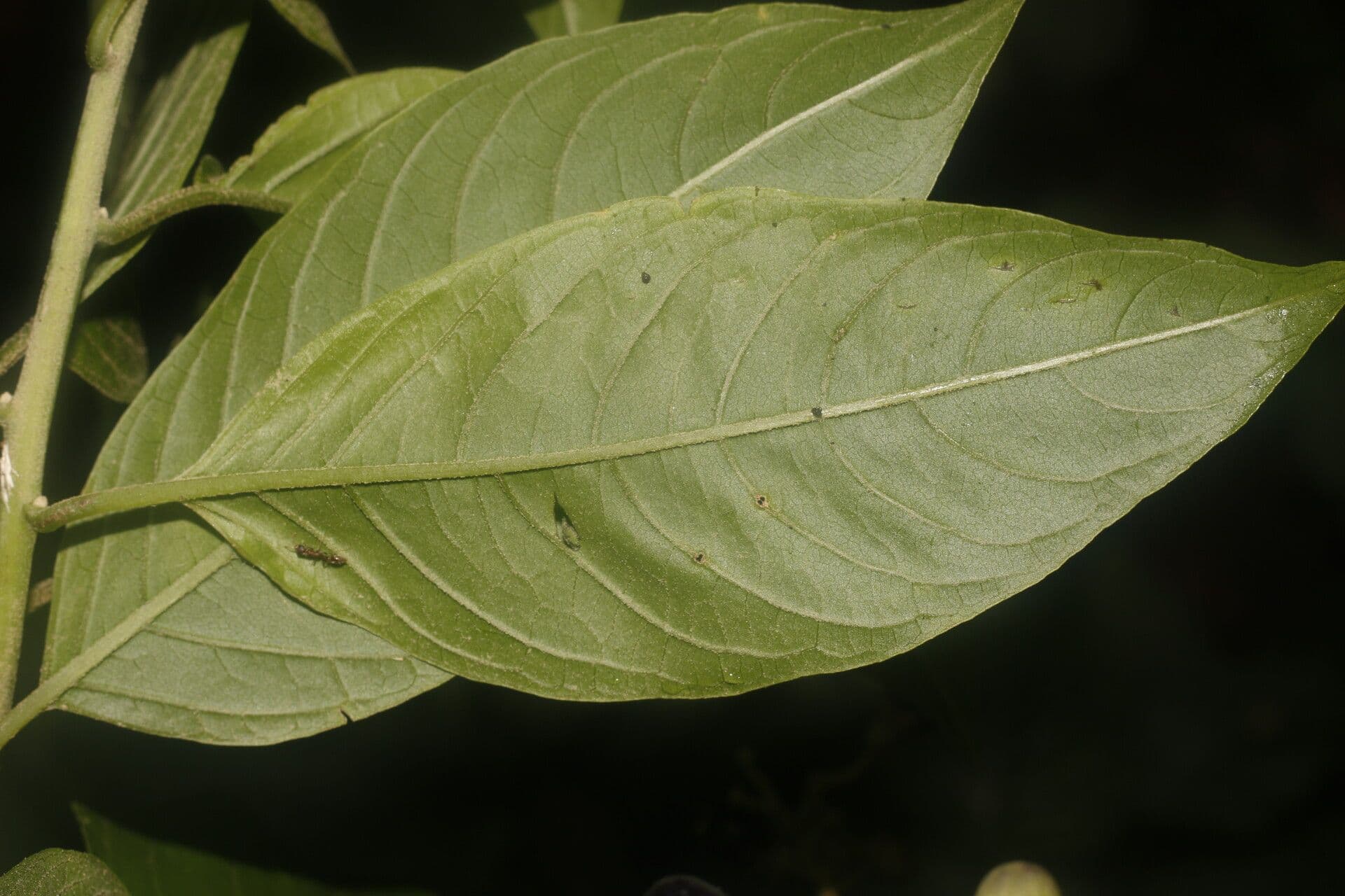 Cestrum 11