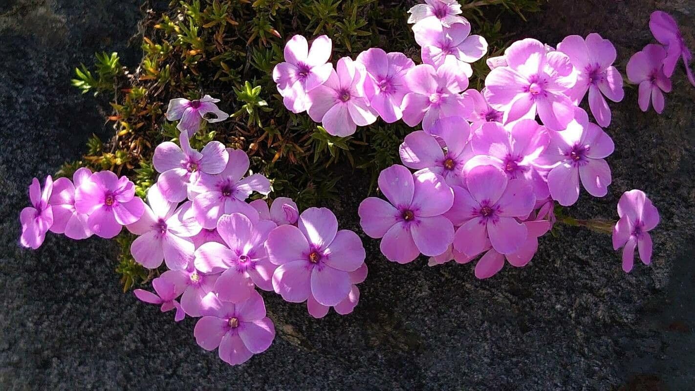 Flox di Douglas 3