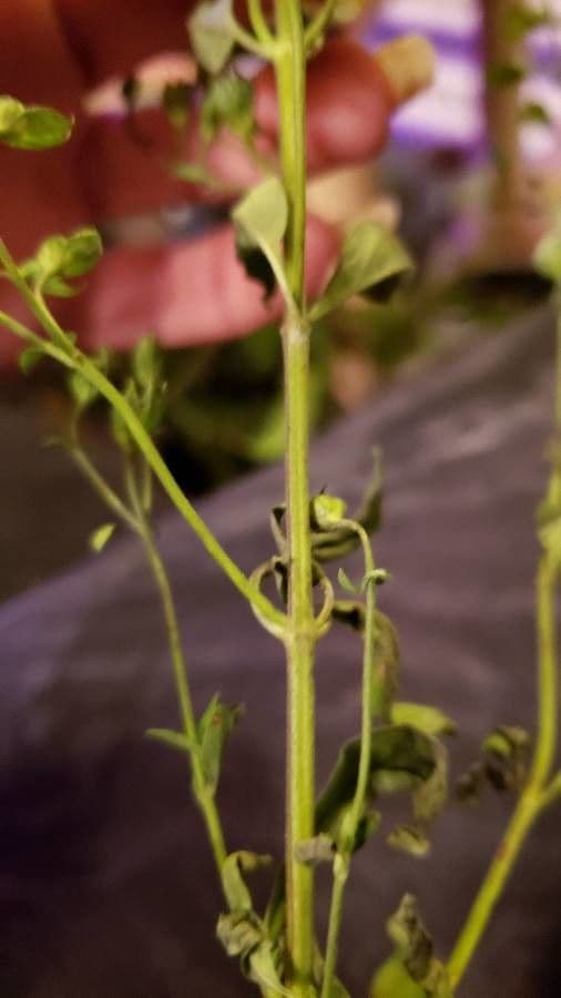 Trichostema Dichotomum 18