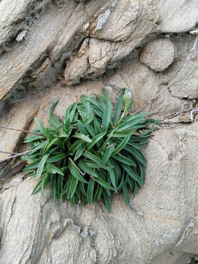 Armeria ruscinonensis 15