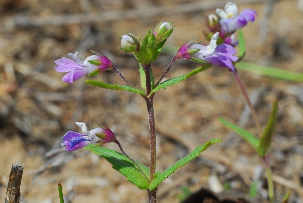 Collinsia viola 7