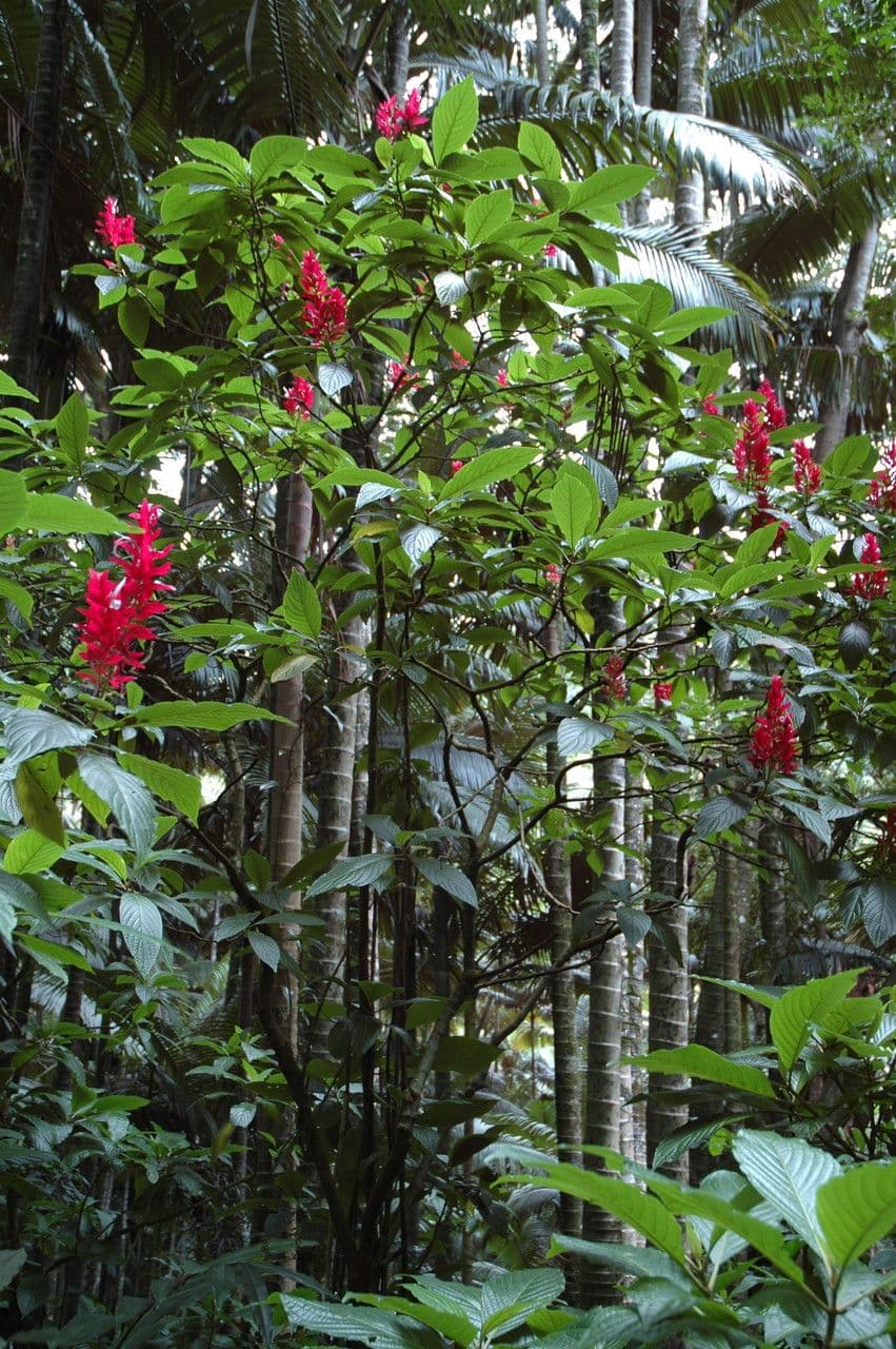 Mantello rosso brasiliano 13