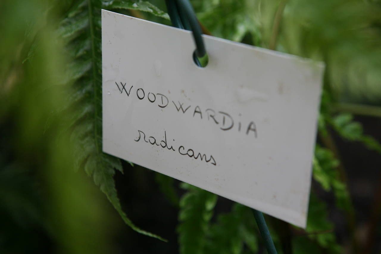 Wurzelnder Kettenfarn 28
