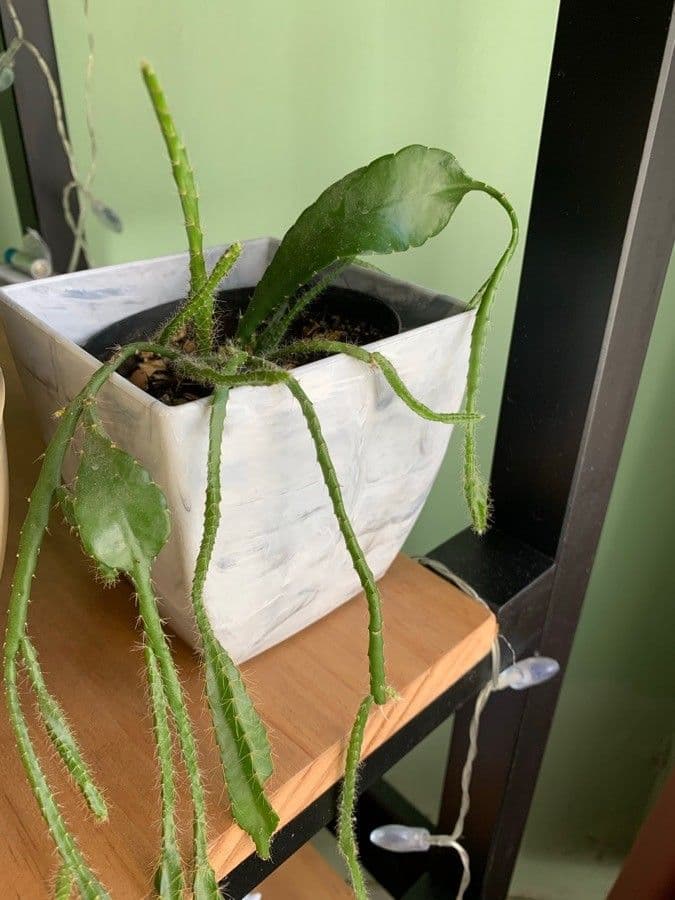 Disocactus 3