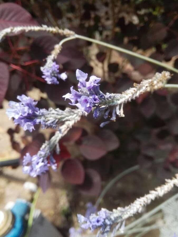 Lavanda pinnata 3