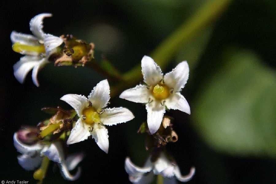 Hühnerkamm-Blatt 3