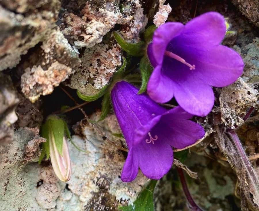 Campanula