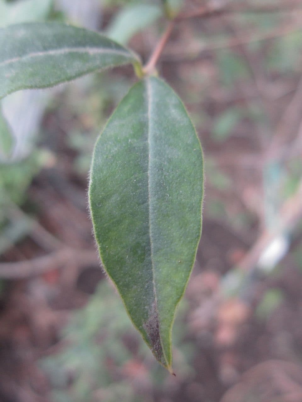 Eugenia uruguaiana 6