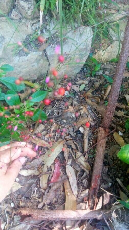 Talinum paniculatum 3