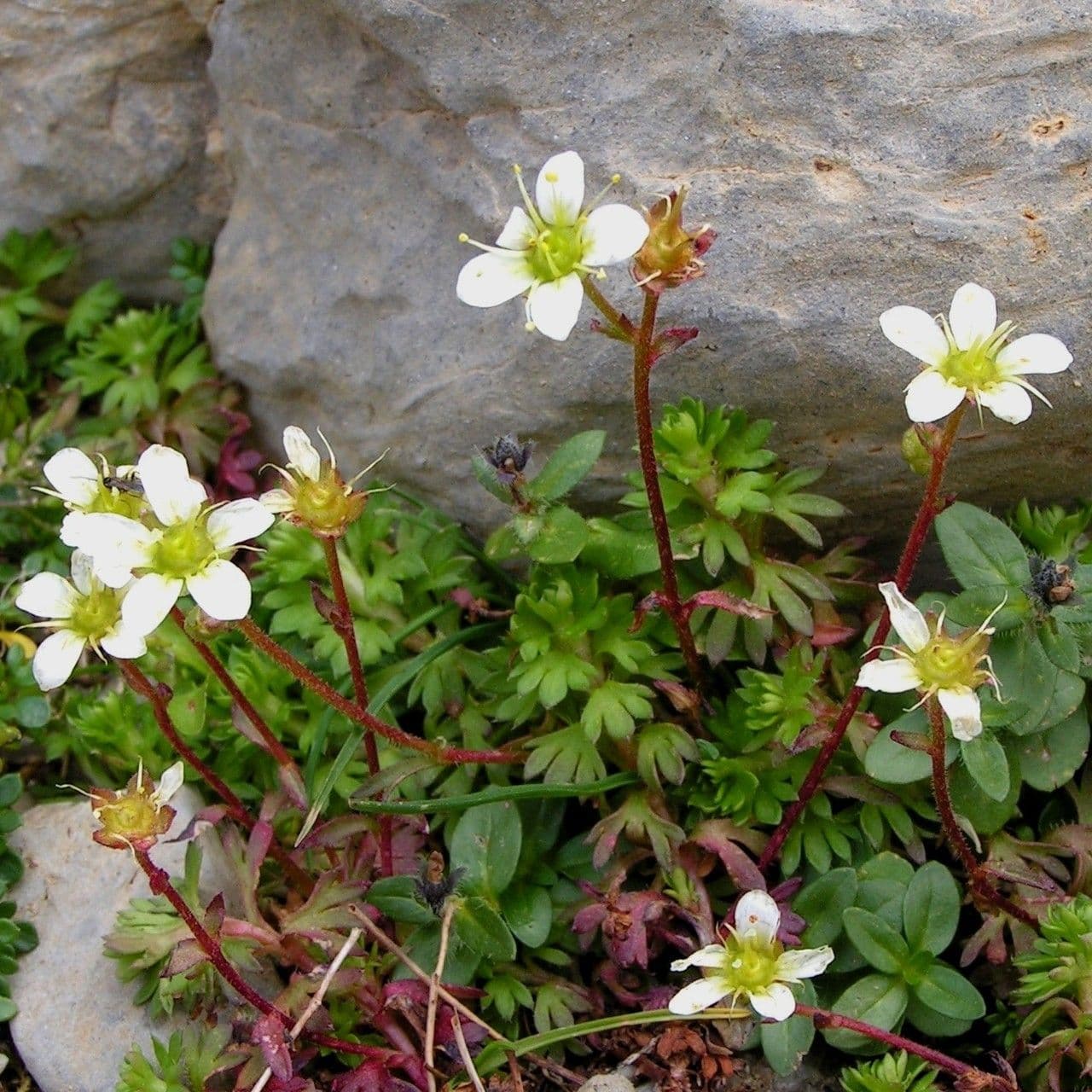 Sassifraga praetermissa 9