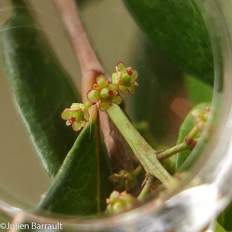 Pleurostylia 2