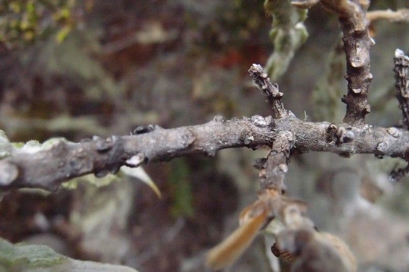 Sophora denudata 21