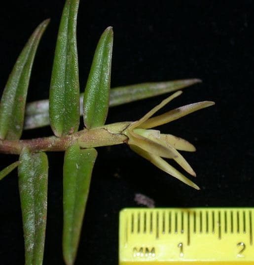Epidendrum 4