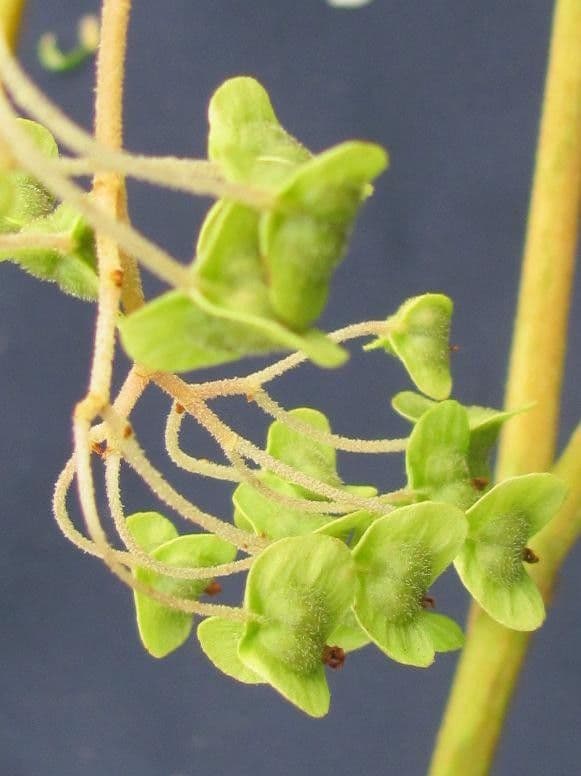 Begonia parviflora 10