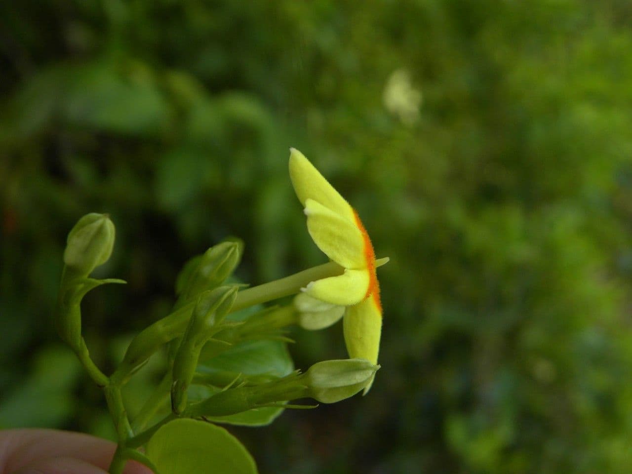 Mussaenda 6