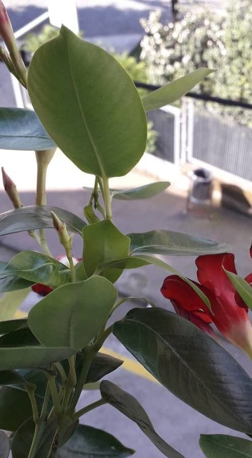 Chilenischer Jasmin 20