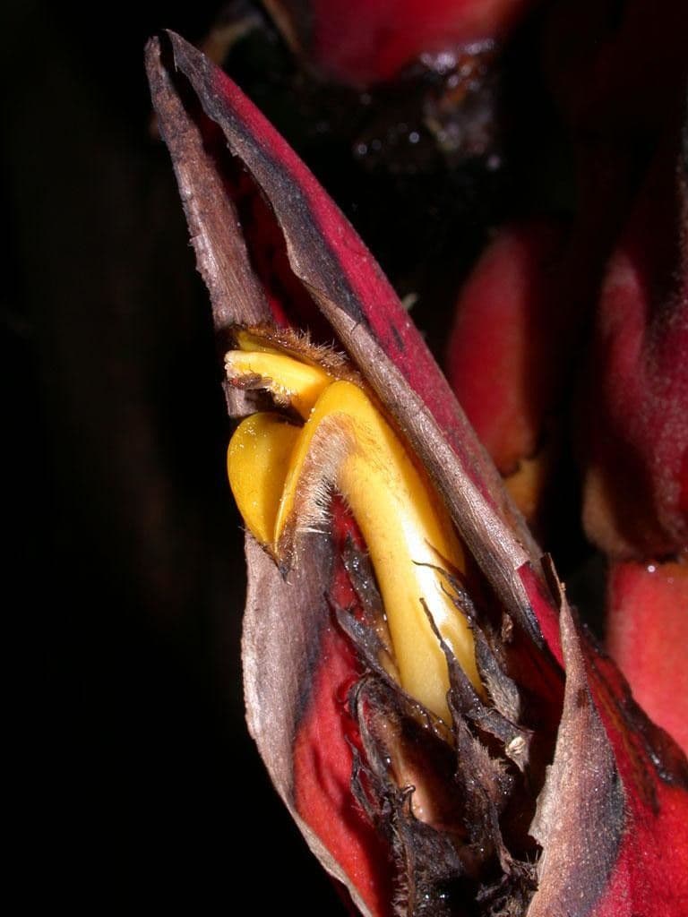Helikonia brodata 6