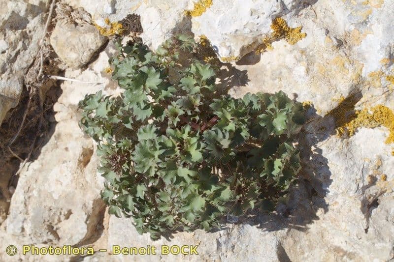 Petromarula 7