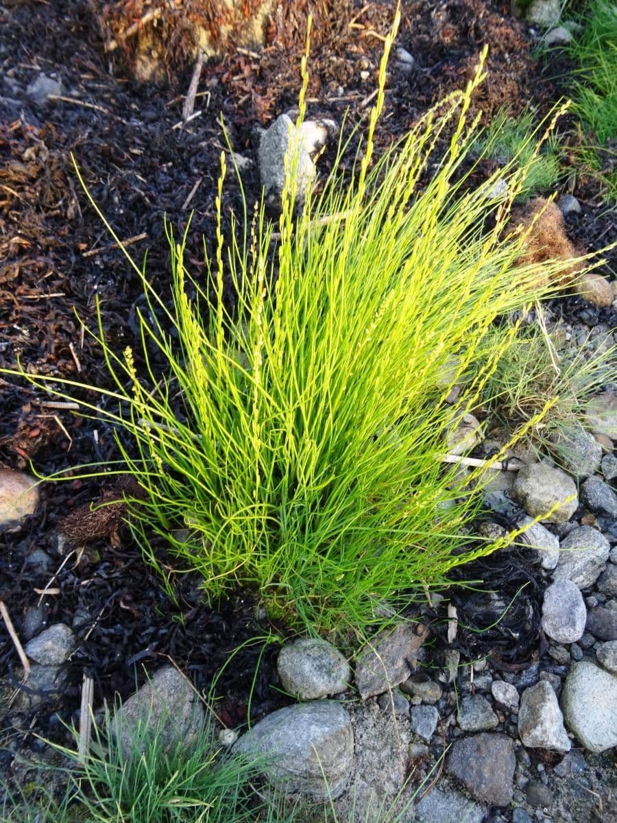 Giuncastrello palustre 18