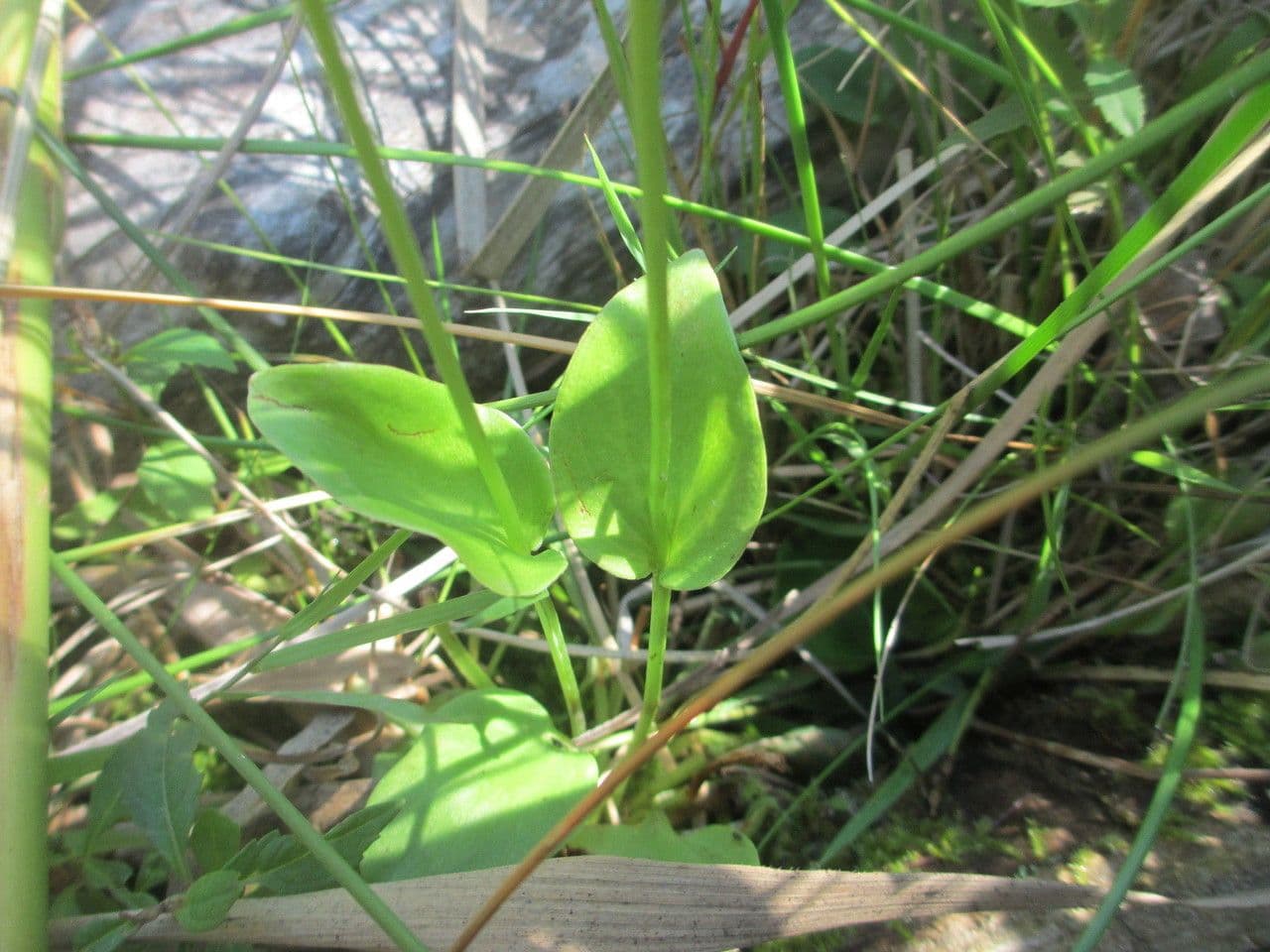 Parnassia glauca 6