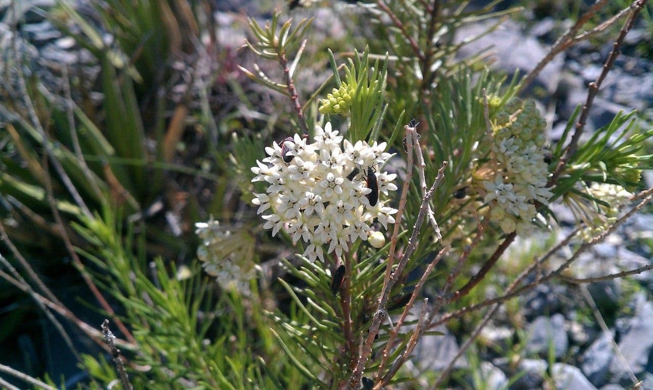 Asclepias linaria 8