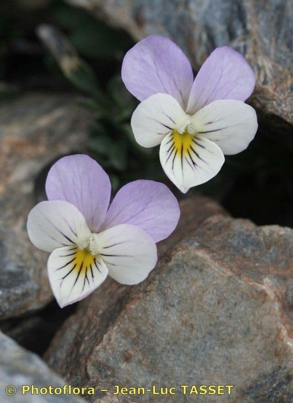 Viola 4